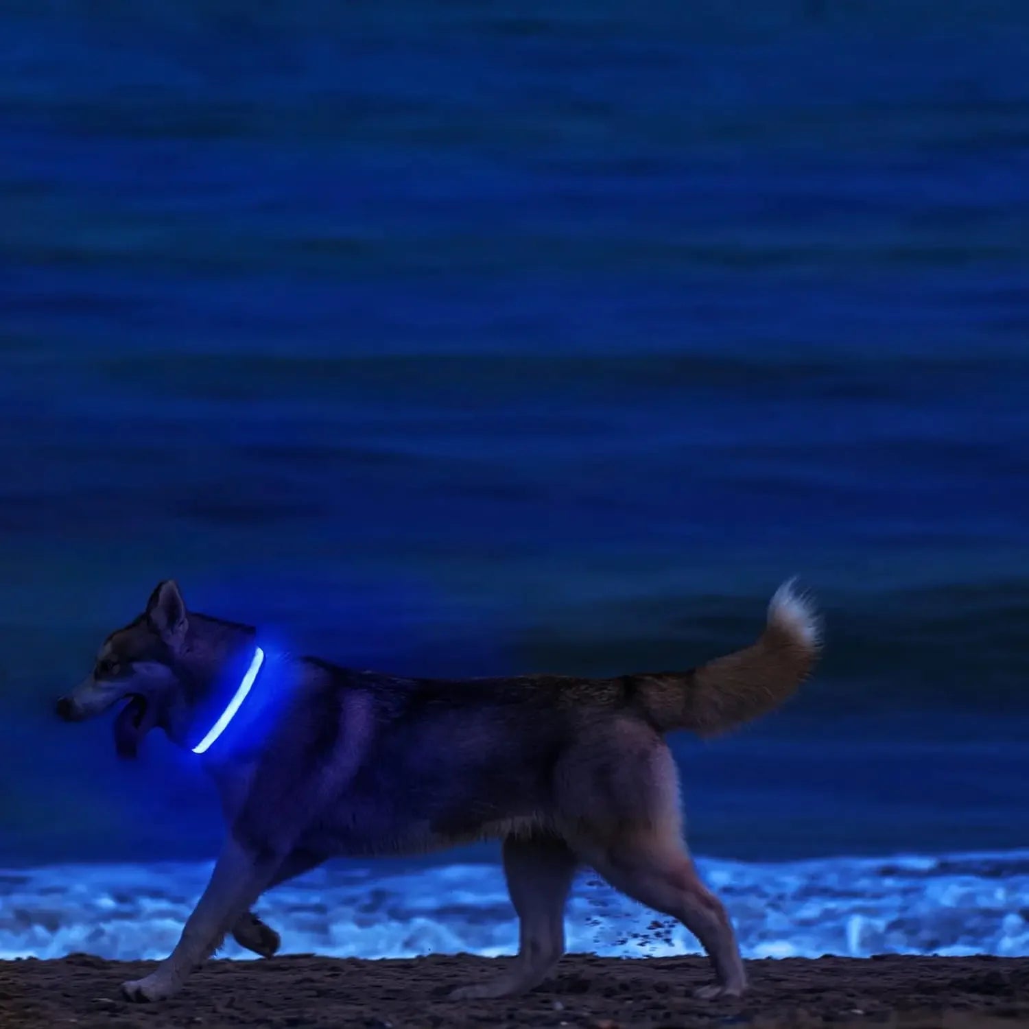 Led Dog Collar